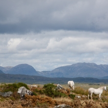 donalK_corrib_colour_IMG_5696