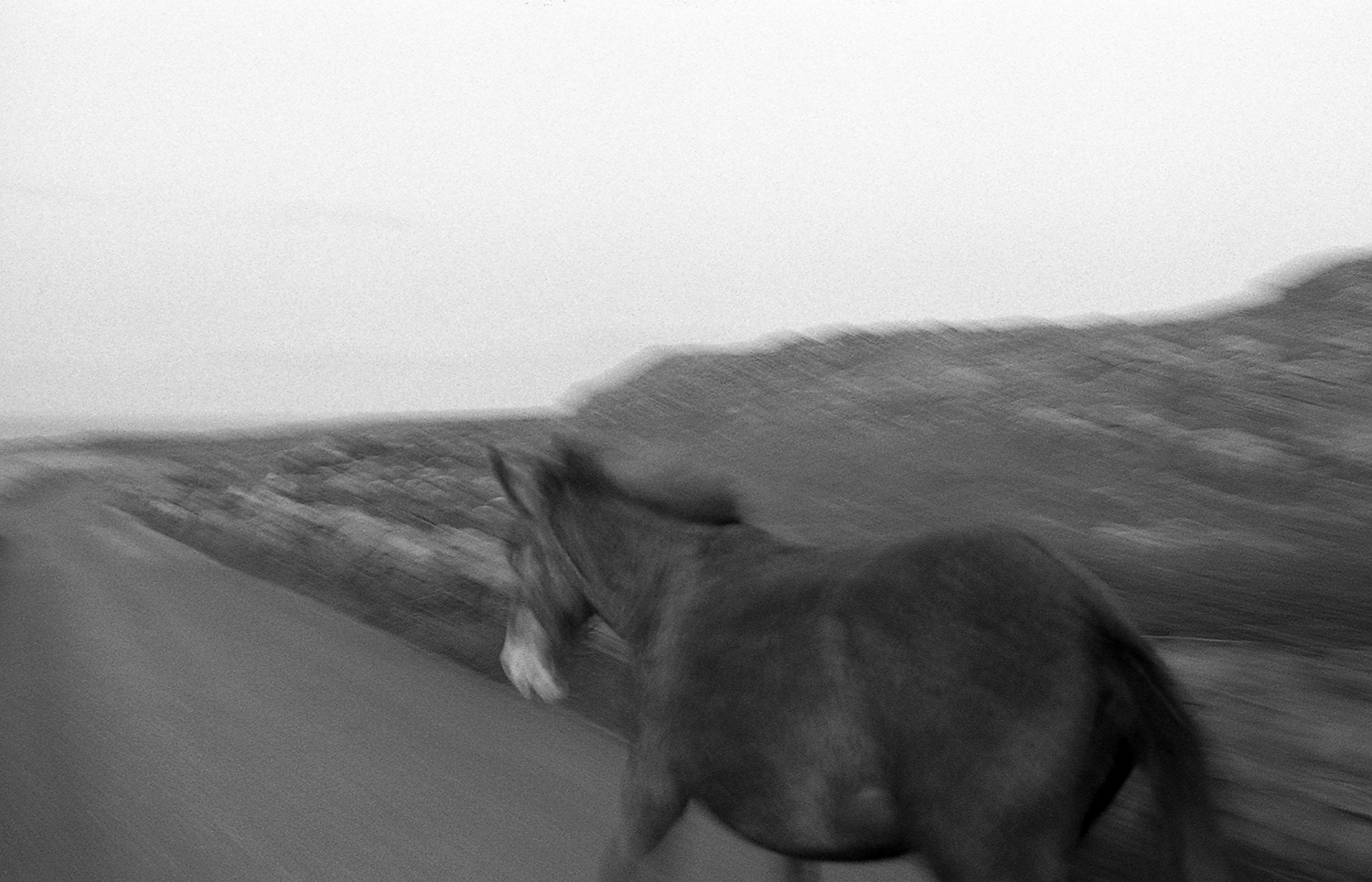 horse of aran