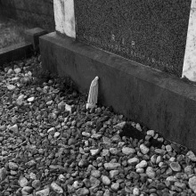 seek37_img593