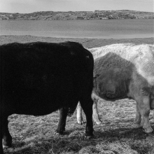Donal Kelly, two cows, Omey Island, Connemara