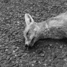 Donal Kelly, Fox, Falcarragh, Donegal.
