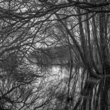 The River Alder are Wintering Now, Currereavagh, Lough Corrib, Glann, Oughterard.