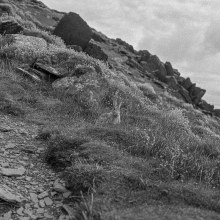 “Because the mountain grass , Cannot but keep the form, Where the mountain hare has lain”, Dunmore Head, Kerry