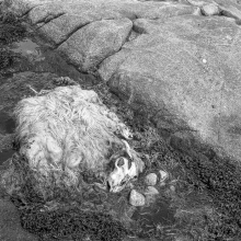 By the Fierce Sea Sleeps the Lost Fleece. Inishlacken, Roundstone, Connemara