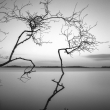 Entanglement, Alders, Foorannagh. Lough Corrib.
