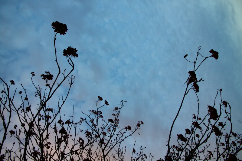 flowers against the evening sky