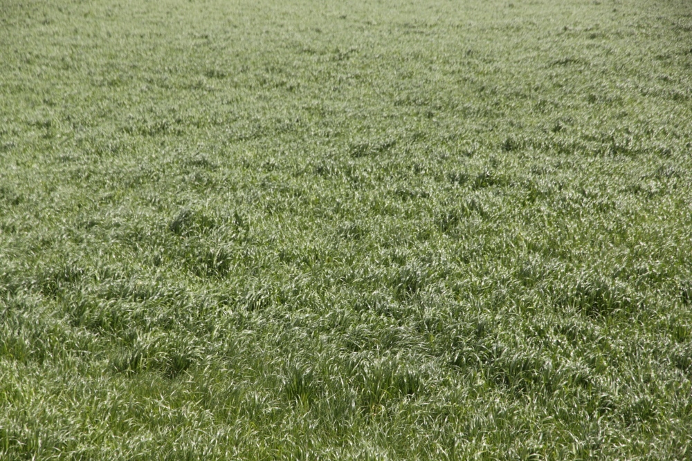 Field of Grass, Galway