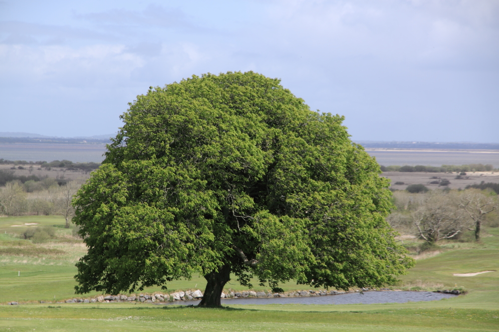 Glenlo Abbey Golf Course Tree