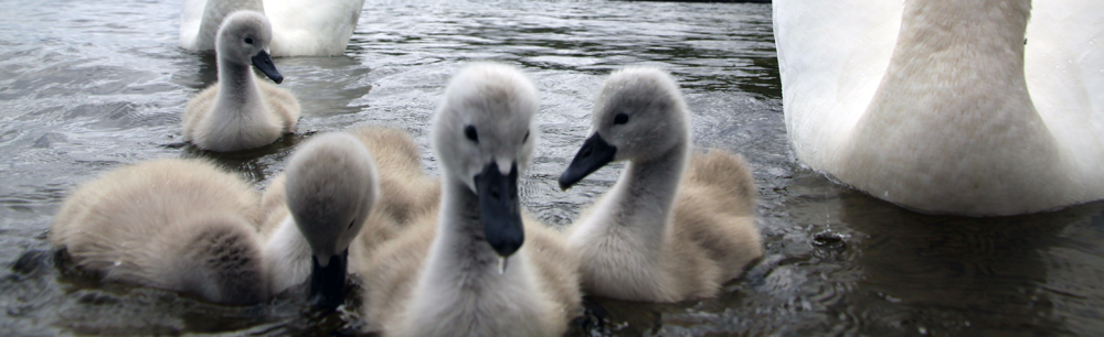 Swans, Lough Corrib, Baurisheen, Oughterard, Galway
