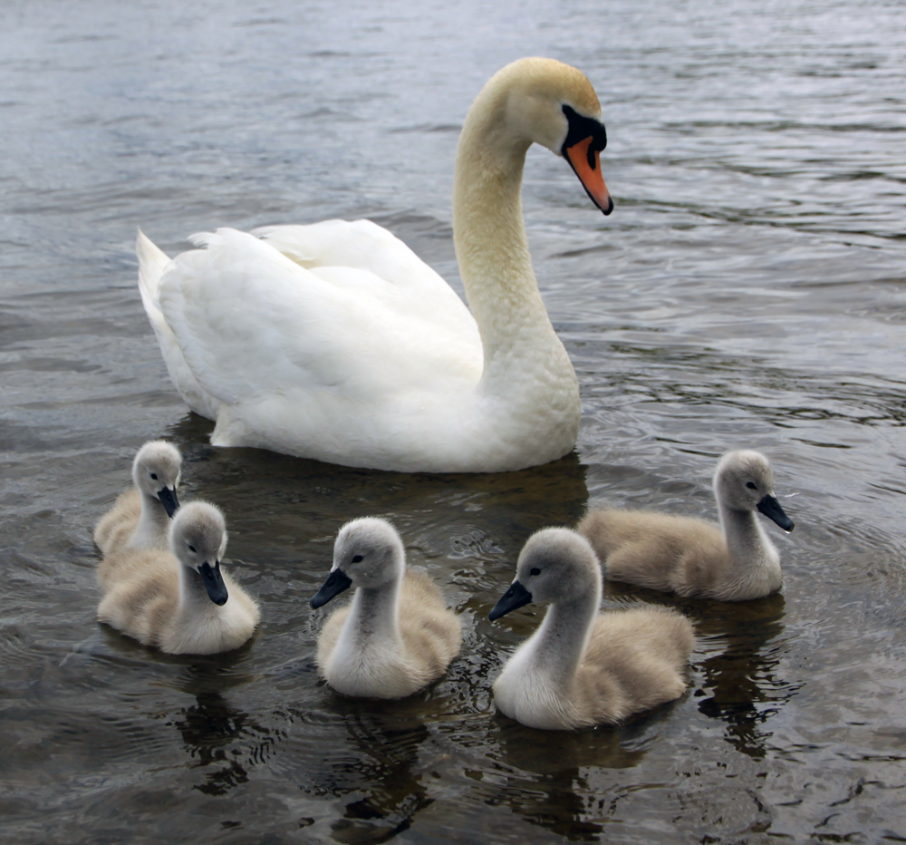 Swans, Lough Corrib, Baurisheen, Oughterard, Galway