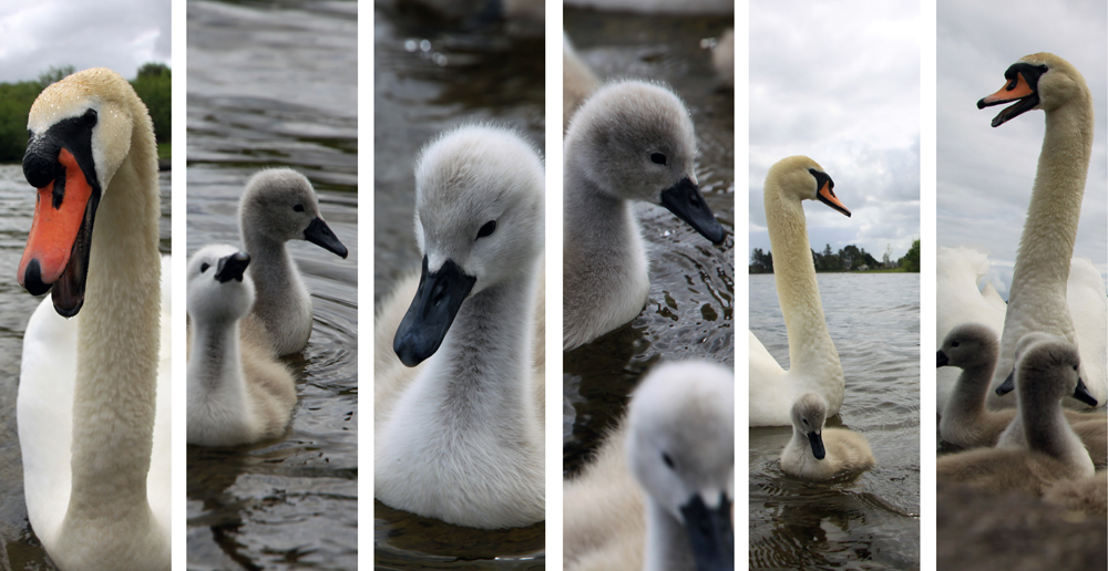 Swans, Lough Corrib, Baurisheen, Oughterard, Galway