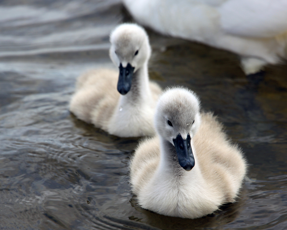 Swans, Lough Corrib, Baurisheen, Oughterard, Galway