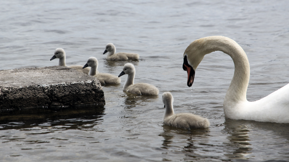 Swans, Lough Corrib, Baurisheen, Oughterard, Galway