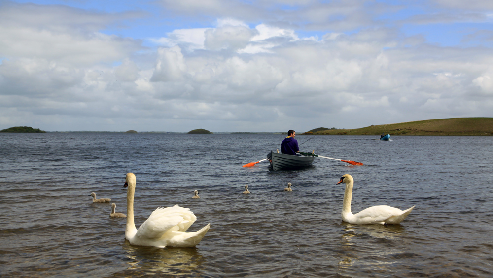 Swans, Lough Corrib, Baurisheen, Oughterard, Galway