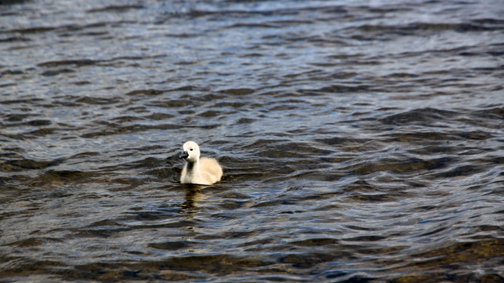 Swans, Lough Corrib, Baurisheen, Oughterard, Galway