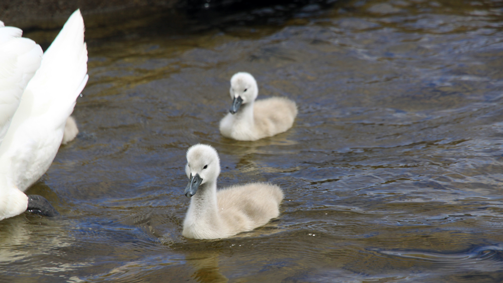 Swans, Lough Corrib, Baurisheen, Oughterard, Galway