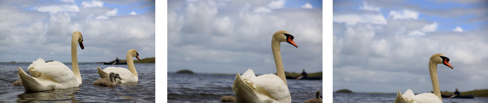 Swans, Lough Corrib, Baurisheen, Oughterard, Galway