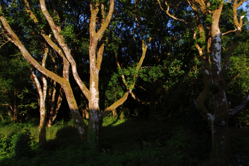 Oak trees in light and shade