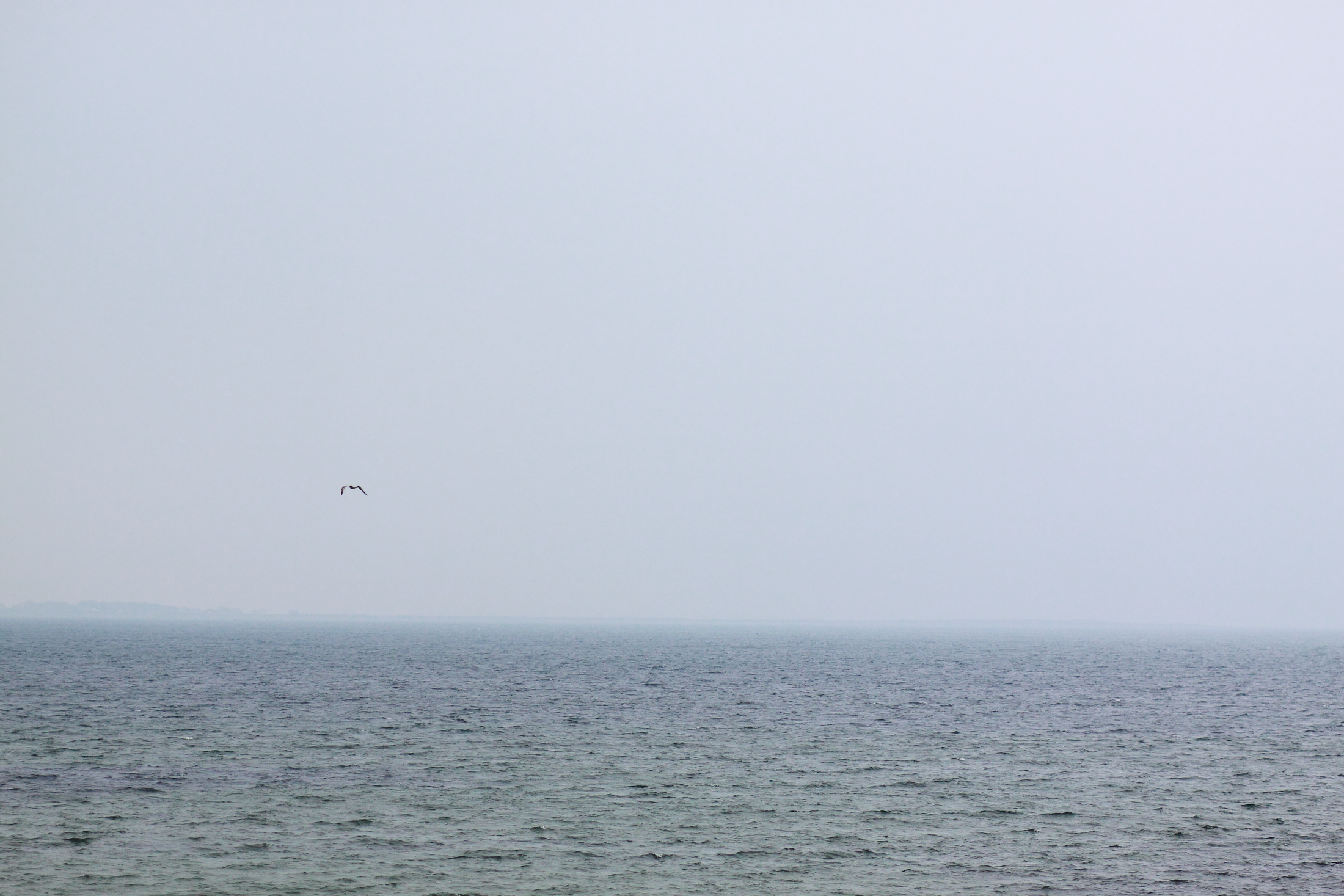 seagull over Atlantic ocean