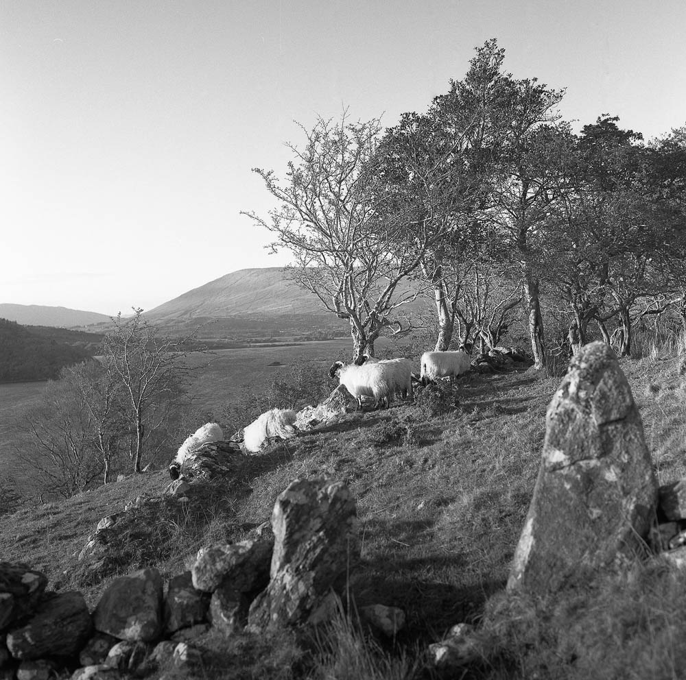 Glann shore, Galway, Ireland