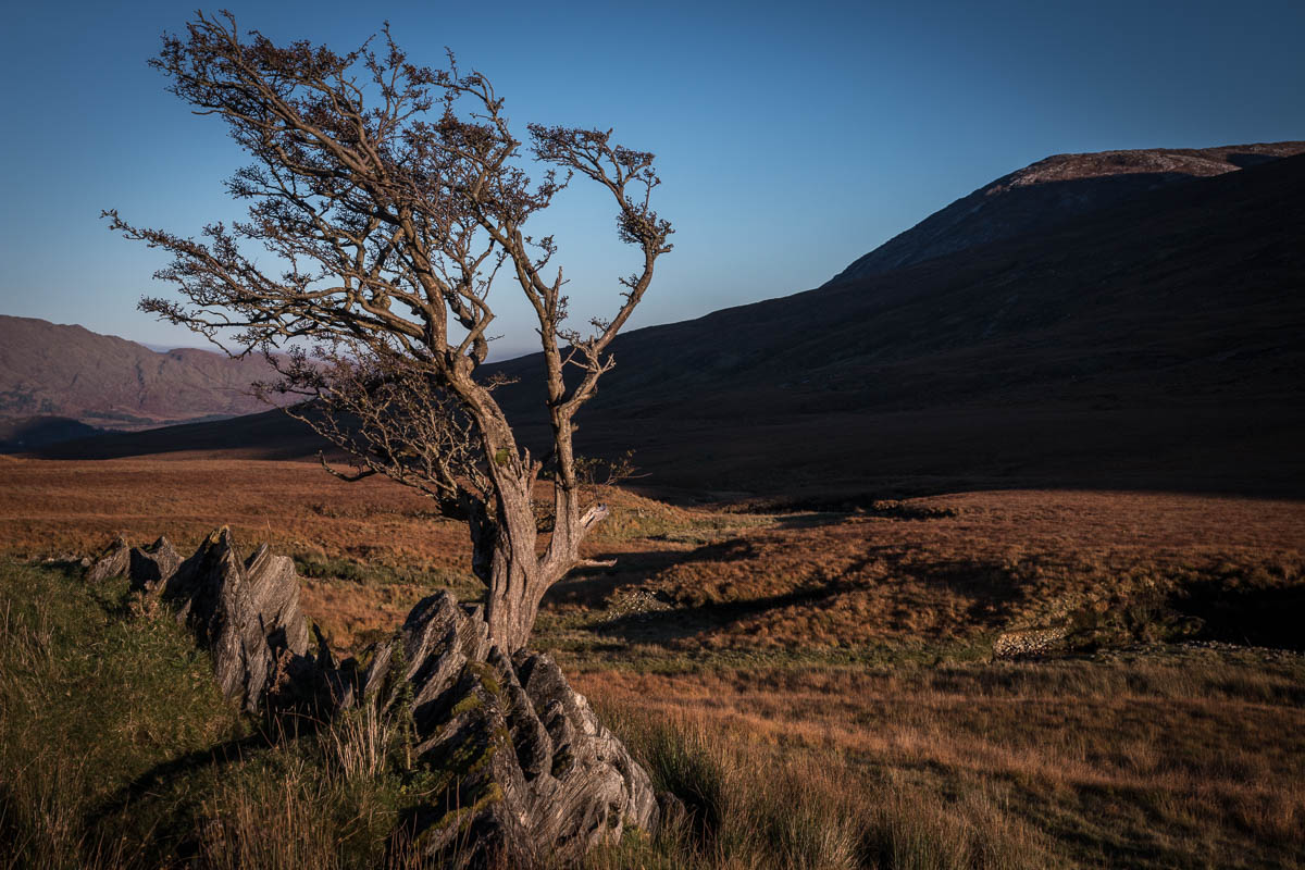 Tree in Mamean Valley, Conamara