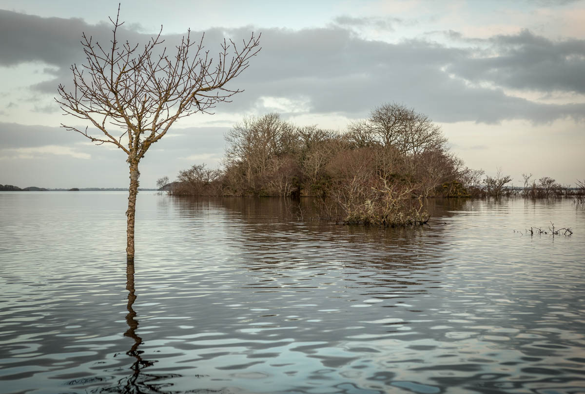 Lough Corrib Ireland flooded island in winter