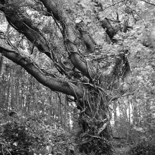 Island Oak